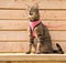 Brown tabby cat in a pink harness and leash