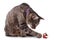 Brown tabby cat playing with a bauble