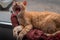 Brown tabby cat on a red blanket by the window, yawns upon awakening 2