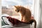 Brown tabby cat sitting in a hammock by the window.