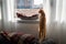 Brown tabby cat standing on the sofa, looks out from the window