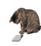 Brown tabby cat staring intently at a smart phone