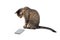 Brown tabby cat staring keenly at a smart phone