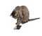 Brown tabby cat tapping on a smart phone screen