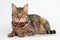 Brown Tabby Cat On A White Background. Generative AI