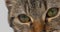 Brown Tabby Domestic Cat on White Background, Close-up of Eyes,