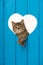 Brown tabby kitten looks out of a hole in a wooden wall