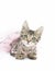 Brown tabby kitten playing in pink pearls and pink tutu skirt