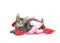 Brown tabby kitten playing in string heart garland