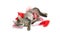 Brown tabby kitten playing in string Valentine heart garland 5517