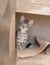 Brown tabby kitten sitting alone in a cardboard box.