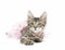 Brown tabby kitten wearing clothes  in pink pearls and pink tutu skirt