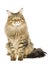 Brown tabby Maine Coon on white background