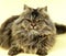 BROWN TABBY PERSIAN DOMESTIC CAT, ADULT RESTING