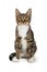 Brown Tabby and White Cat Sitting Facing Forward