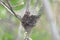 Brown tail caterpillars (Euproctis chrysorrhoea) appearing from winter nest. Important pests.