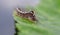 Brown-tail moth caterpillar, (Euproctis chrysorrhoea)on a leaf