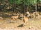 A Brown tailed deer fawn standing in a meadow