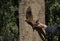 The brown-tailed squirrel on a tree trunk in a park takes food by hand