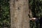 The brown-tailed squirrel on a tree trunk in a park takes food by hand