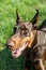 Brown-and-tan doberman dobermann dog closeup lies on green grass on a sunny day. Vertical orientation.