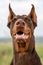 Brown and tan Doberman Dobermann dog with cropped ears and open mouth. Closeup muzzle portrait in full face on blurred