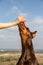 A brown and tan Doberman Dobermann dog reaches for a hand with a treat in a blurry natural background. Vertical