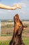 A brown and tan Doberman Dobermann dog reaches for a hand with a treat in a blurry natural background. Vertical