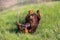 A brown-and-tan Doberman Dobermann dog resting rests swinging in the green grass upside down. Back view. Grass