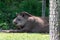 Brown tapir on fenced field