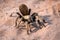 Brown tarantula crawling in the sand