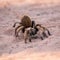 Brown tarantula crawling in the sand