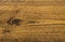 Brown teakwood texture background