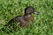 Brown Teal Endemic Duck of New Zealand