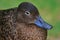 Brown Teal Endemic Duck of New Zealand