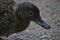 Brown Teal Endemic Duck of New Zealand