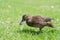 Brown teal foraging on grass at Akapoua Campsite on Great Barrier Island