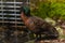 Brown Teal at Kiwi birdlife park in Queenstown, New Zealand