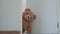A brown teddy bear hidden inside the room near the door.A brown teddy bear poked his face from behind the wall...The brown teddy b
