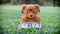 Brown teddy bear holding dollar banknote.