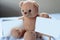 Brown Teddy Bear Photo Stand Enter text