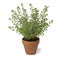 Brown terra cotta pot with fresh Oregano