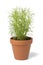 Brown terra cotta pot with fresh Santolina rosmarinifolia