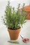 Brown terracotta pot with fresh italian rosemary