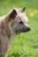 A brown terrier dog standing and looking to the right