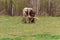 Brown texas longhorn eating grass on meadow