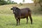 Brown Thai cows are grazing on the ground