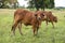 Brown Thai cows are grazing on the ground