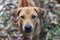 Brown Thai dog with curious looking, outdoor day light