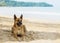 Brown Thai Dog Lying under The Shadow of Big Tree by The Sea